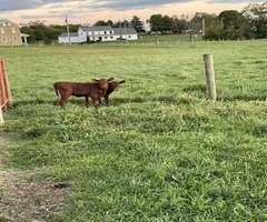 2 Red Heifer Calves